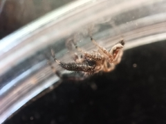 Thyene imperialis