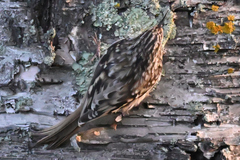 Certhia americana