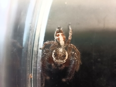 Thyene imperialis