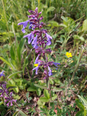 Dracocephalum nutans