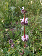 Phlomoides tuberosa