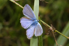 Polyommatus icarus