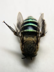Zonamegilla