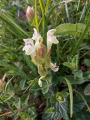Scutellaria supina