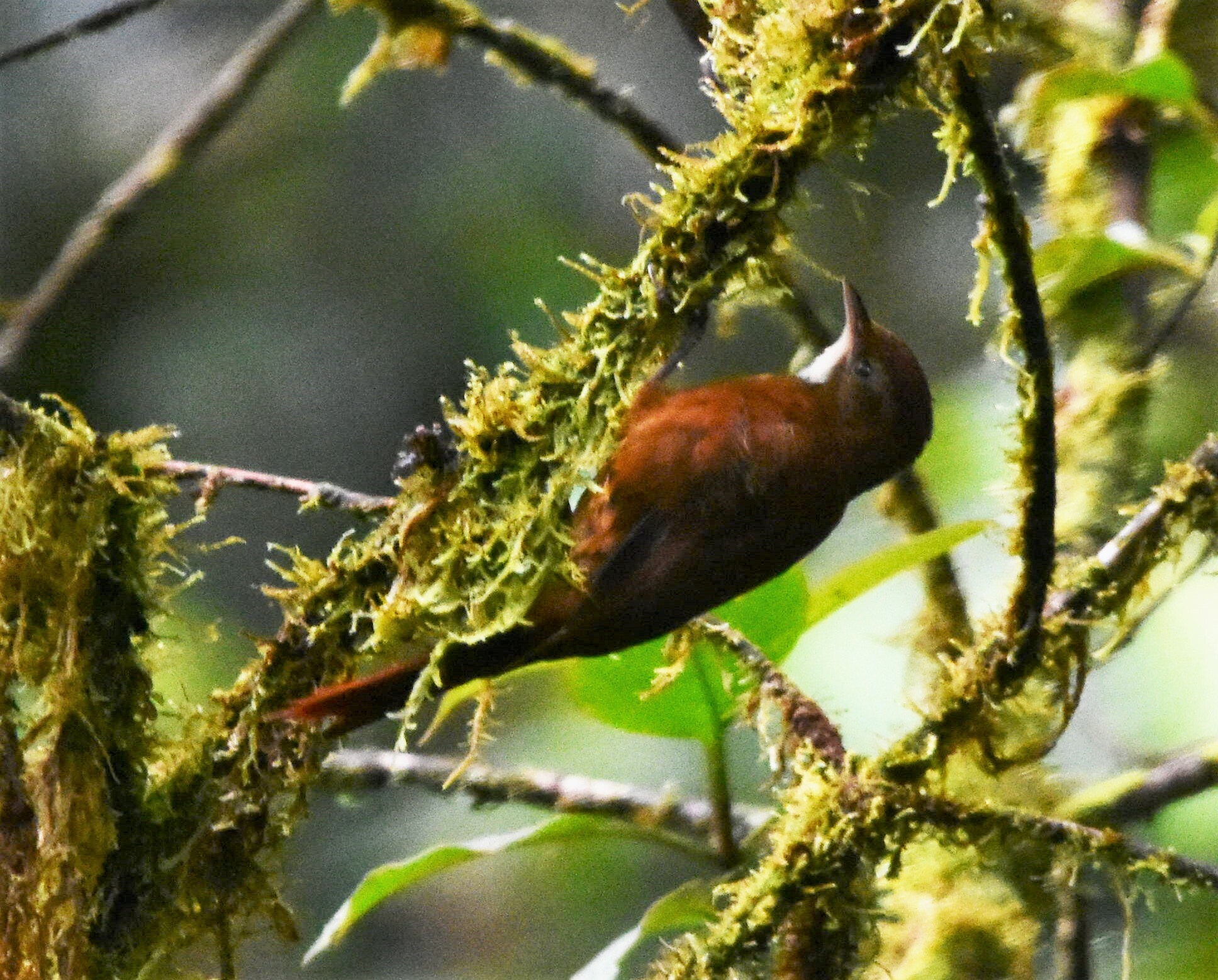 Star-chested Treerunner (Margarornis stellatus), photo 2