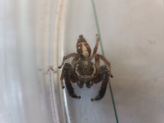 Thyene imperialis