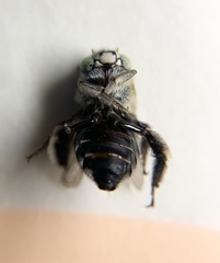 Zonamegilla