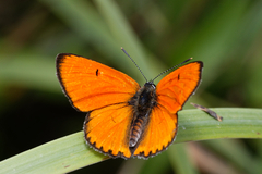 Lycaena dispar