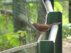 Trochalopteron lineatum