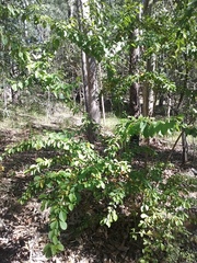 Duranta erecta
