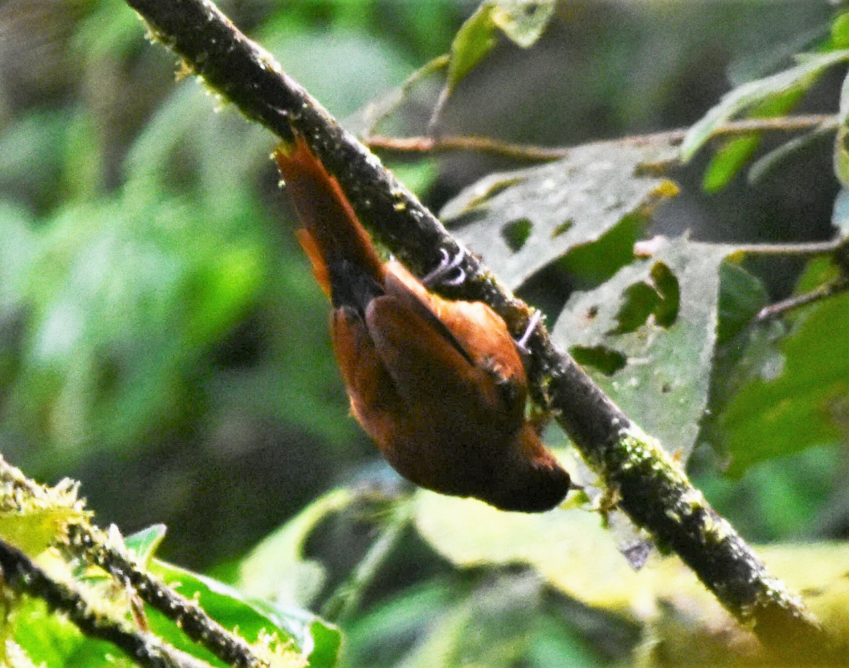Star-chested Treerunner (Margarornis stellatus), photo 3
