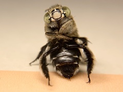Zonamegilla