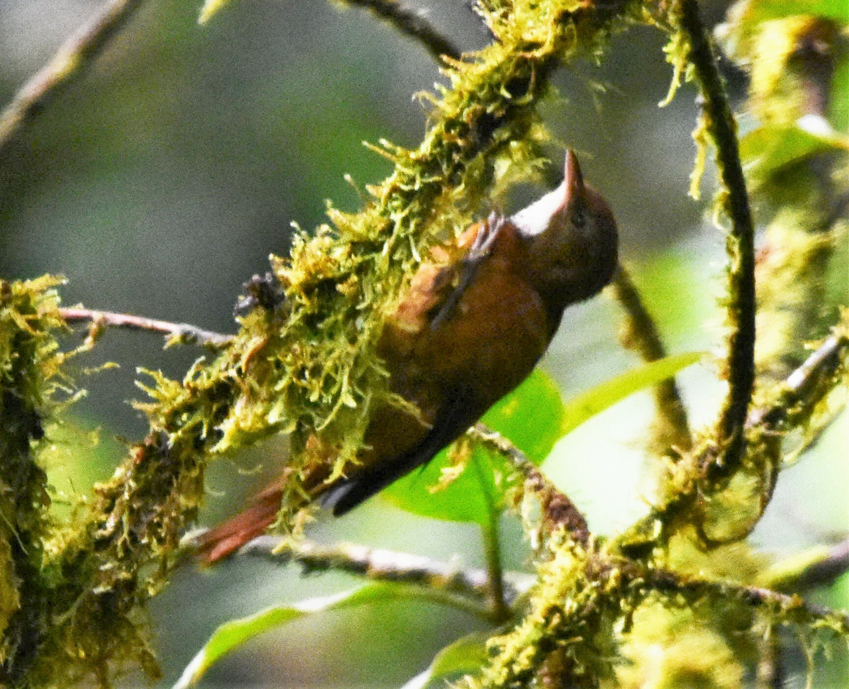 Star-chested Treerunner (Margarornis stellatus), photo 4