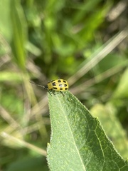 Diabrotica undecimpunctata