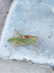 Tettigonia cantans