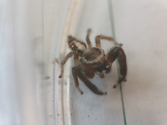 Thyene imperialis