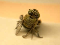 Zonamegilla