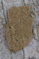 Merismodes