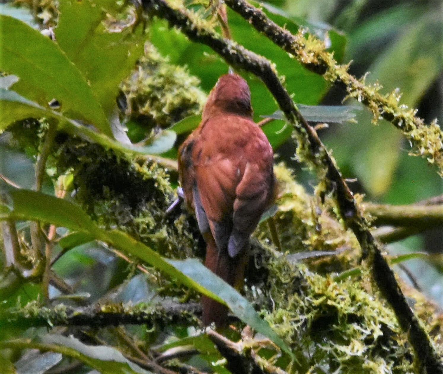 Star-chested Treerunner (Margarornis stellatus), photo 5