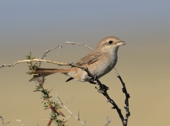 Lanius isabellinus