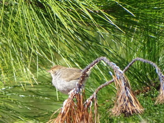 Cisticola fulvicapilla