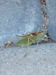 Tettigonia cantans