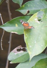 Anartia amathea