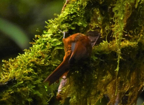 Star-chested Treerunner (Margarornis stellatus), photo 8