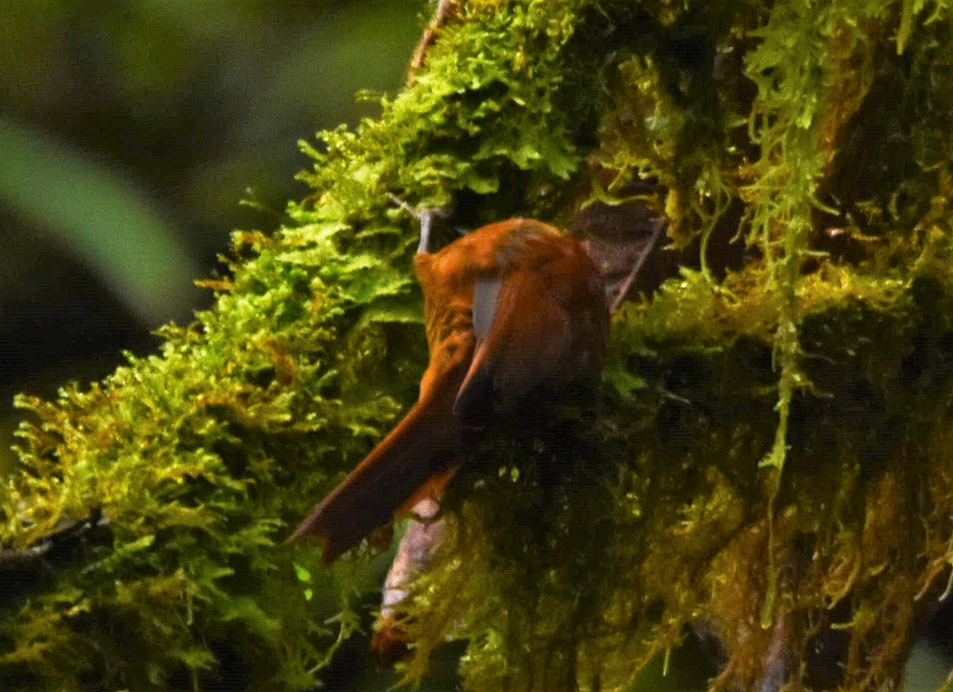 Star-chested Treerunner (Margarornis stellatus), photo 6