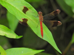 Sympetrum pedemontanum