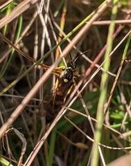 Ichneumon