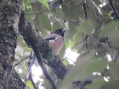 Garrulus lanceolatus