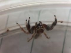 Thyene imperialis