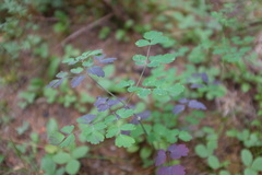 Thalictrum