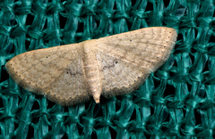 Scopula