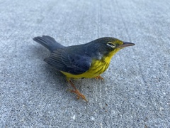 Cardellina canadensis