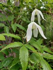 Clematis alpina sibirica