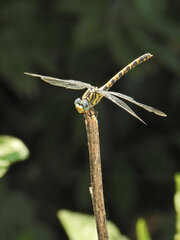 Onychogomphus uncatus