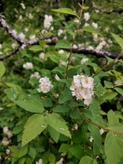 Spiraea