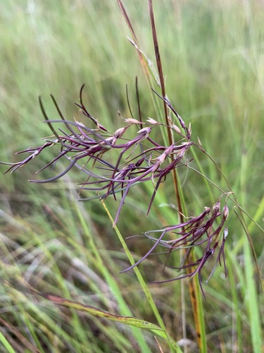 Image of Poa alpigena by (c) Valerii Glazunov, some rights reserved (CC BY)