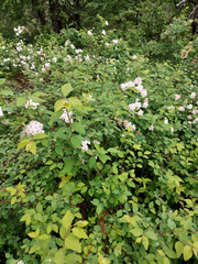 Spiraea