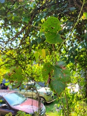 Vitis vulpina