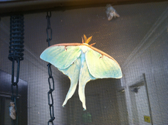 Actias luna
