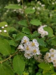 Spiraea