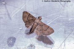 Glaucoclystis immixtaria