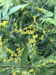 Solidago