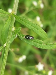 Celyphidae