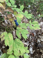 Caulophyllum thalictroides