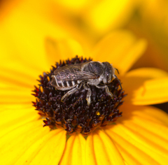 Megachile rotundata