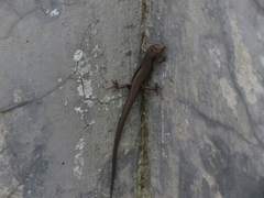 Sphenomorphus indicus